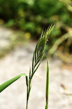False-brome is a shade-loving tufted perennial, with lax leaves. It is native, and flowers from July.