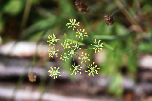 Fennel is a late-flowering umbellifer (Jul-Sep) with a long culinary history.