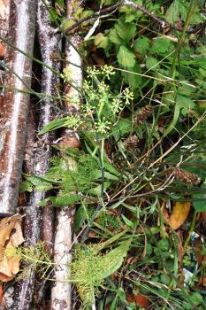 Fennel is a grey, strong-smelling plant, whose feathery leaves have long thread-like lobes, and yellow flowers.