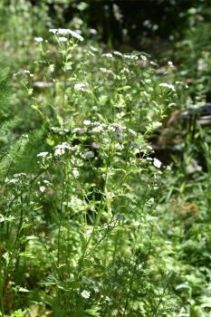 Feverfew has proven medicinal properties, relieving headaches, arthritic pain, hayfever and breathlessness.