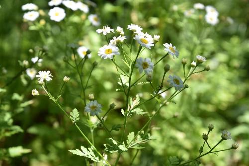 Feverfew is a long-established species in the UK, aromatic with daisy-like flowers, from June, in an umbel-like cluster.