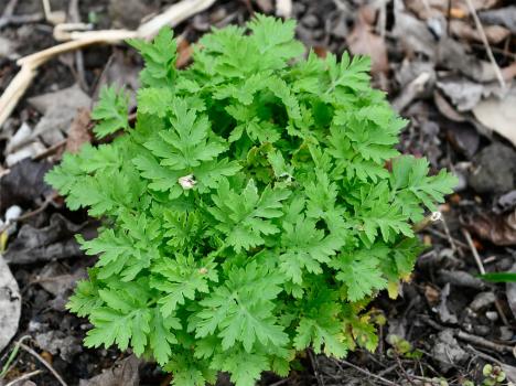 This Feverfew plant, yet to flower, is making a strong start in the cold of late March 2021.