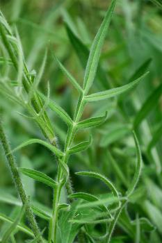The leaves and stem of Field Scabious are distinctly hairy.