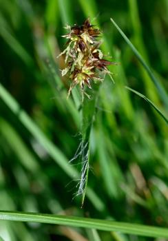 Hairy leaves of Field Wood-rush help with its identification.