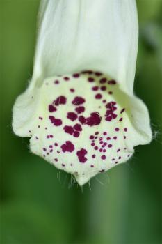 The familiar spikes of pink-purple two-lipped flowers of this native woodland plant appear from June.