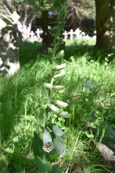 A leaf extract from the Foxglove is a powerful cardiac stimulant, with Digitoxin being the most powerful ingredient.