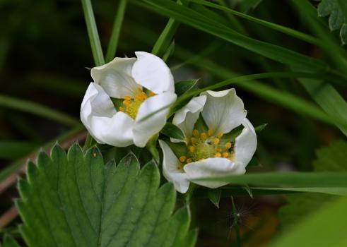 As a solitary plant in the Cemetery this is valuable to pollinators.