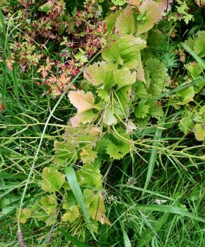 Garlic Mustard in its second year grows into a tall or trailing plant with long green seed pods.