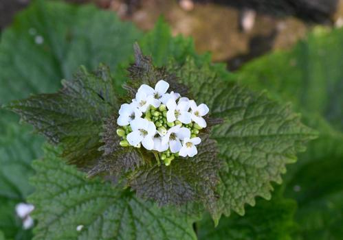 The long-stalked leaves with the heart-shaped base of Garlic Mustard are characteristic of this native plant.
