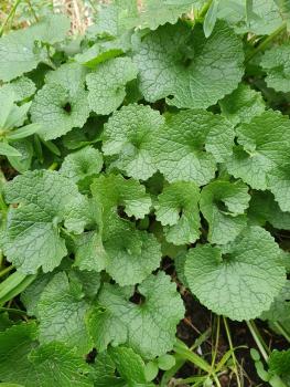 Garlic Mustard has heart-shaped leaves which appear in the Cemetery in February.