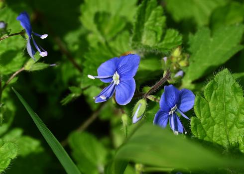 The bright blue flowers of Germander Speedwell with their white eyes appear from April, a common sight in grassy places.