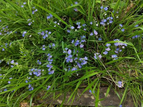 A carpet of Germander Speedwell, Heene Cemetery, early May 2025.