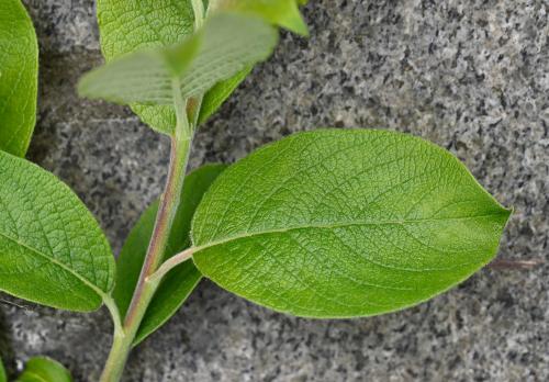 Goat Willow leaf, upper side.