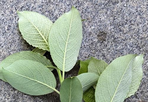 Goat Willow leaf, underside.