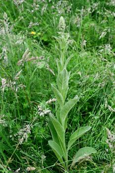 In the United States, the Great Mullein is sometimes called the cowboy's toilet paper.