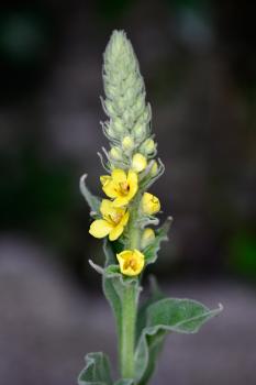 The plant has small yellow flowers that are densely grouped in a spike on tall stems.