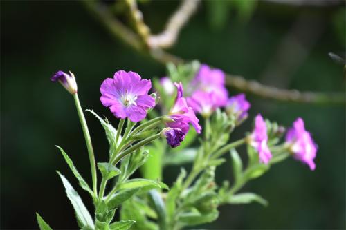 Great Willowherb is a tall, softly hairy species, as befits the name, and its leaves are mostly opposite.