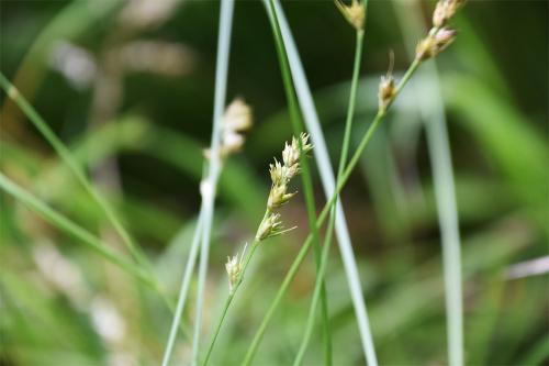 Sedges - of which Grey Sedge is an example - will grow in damp, poor soils, and are characterised by the triangular cross-section of the stems.