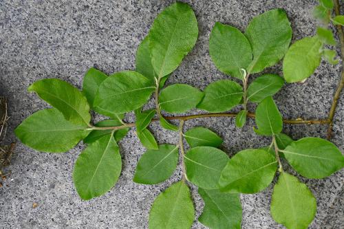 This native, somewhat scruffy-looking tree, is very similar to the Goat Willow tree.