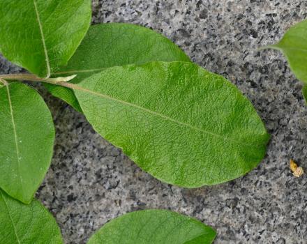 Grey Willow leaf, upper side.