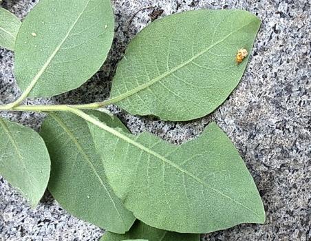 Grey Willow leaf, underside.