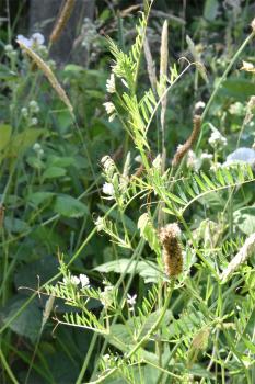 Despite its name the native Hairy Tare is almost hairless, although the pods are downy. It flowers from May.