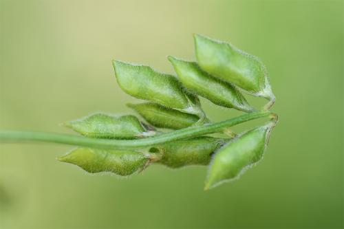 Hairy Tare has small seed pods that contain no more than two seeds.