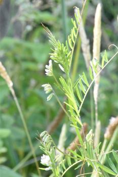 Hairy Tare can be used as a legume seedpod crop which is commercially very important for human consumption, livestock forage.
