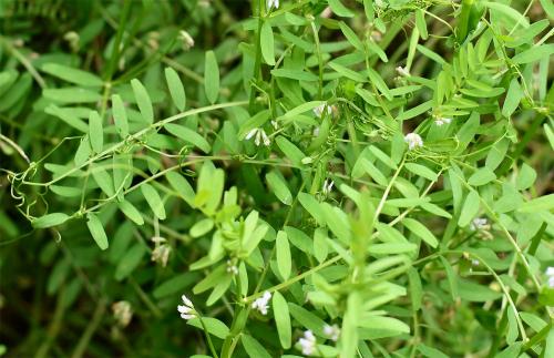 Hairy Tare has tendrils that are branched.