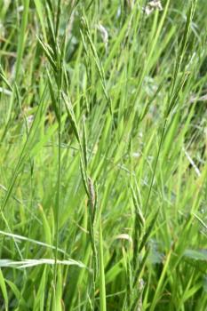 Flowering from June, Heath False-brome (Tor) is a patch-forming native perennial grass that has erect spikelets.