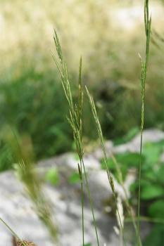Flowering from June, Heath False-brome (Tor) is a patch-forming native perennial grass.