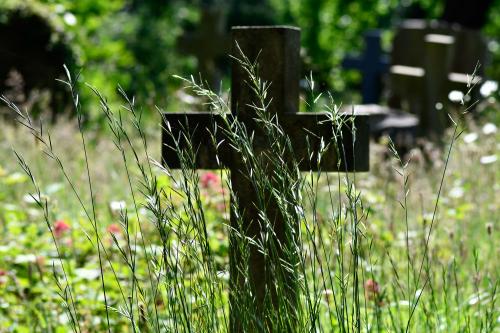 Flowering from June, Heath False-brome (Tor) is a patch-forming native perennial grass that has stiff yellow-green leaves.