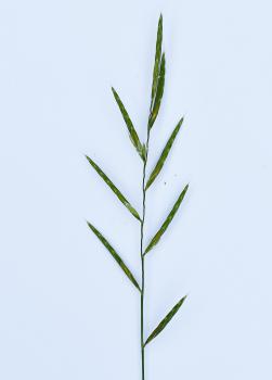 Heath False-brome (Tor) photographed against white card.