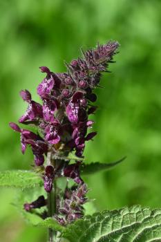 This is a roughly hairy, strong-smelling native plant, producing its white blotched purple flowers from June.