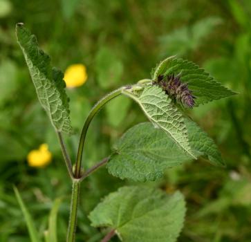 This is a roughly hairy, strong-smelling native plant, producing its white blotched purple flowers from June.