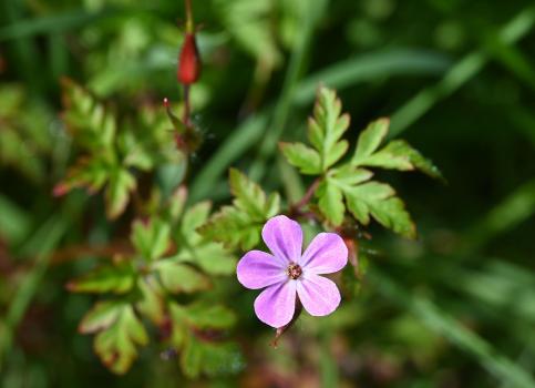 If Herb Robert is picked, legend has it that snakes emerge from its stems.