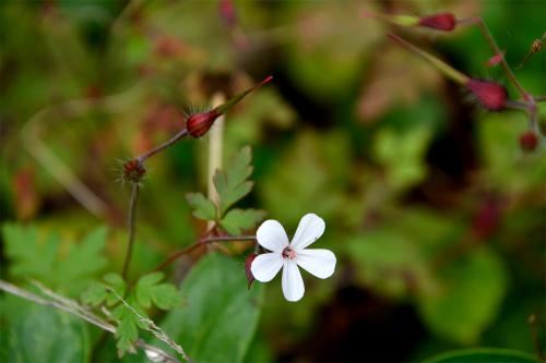 A pure white instance of Herb Robert photographed in the Cemetery in October.