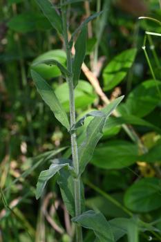 See how hairy the lower stems of Hoary Willowherb are.