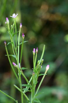 Flowers pale purplish pink, small 7 to 12 mm, in a lax raceme, stigma four lobed.