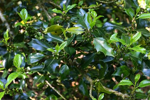 The prickly, leathery, dark green leaves are borne only on the lower branches, where they deter browsers.