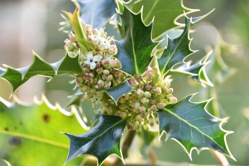 The prickly, leathery, dark green leaves of Holly are borne only on the lower branches, where they deter browsers.