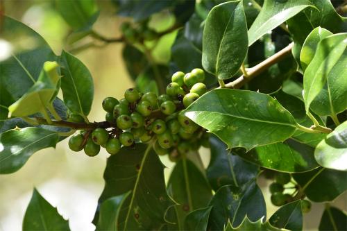 Our native holly has white flowers on separate male and female trees, opening from May.