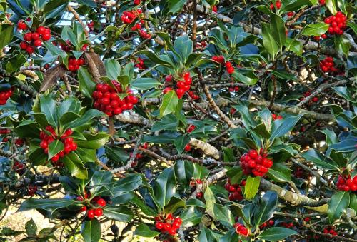 Our native Holly has white flowers on separate male and female trees, opening from May.