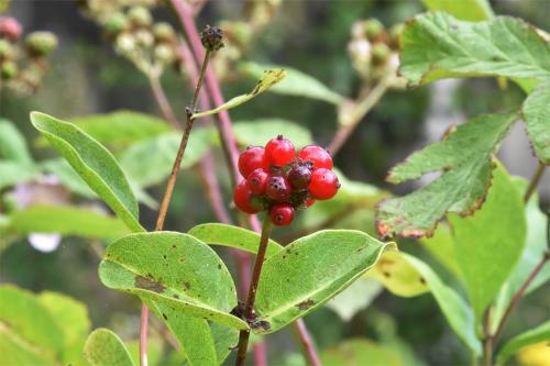The two-lipped fragrant flowers of this native climber appear in June, followed by red berries.