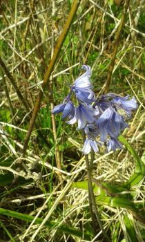 Commonly referred to as the 'Spanish Bluebell', this invasive hybrid is becoming increasingly common, and flowers from April.