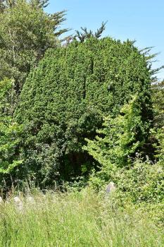 The Irish Yew was discovered growing in Co. Fermanagh, Ireland, in 1780, and thought to be a natural mutant of the Yew.