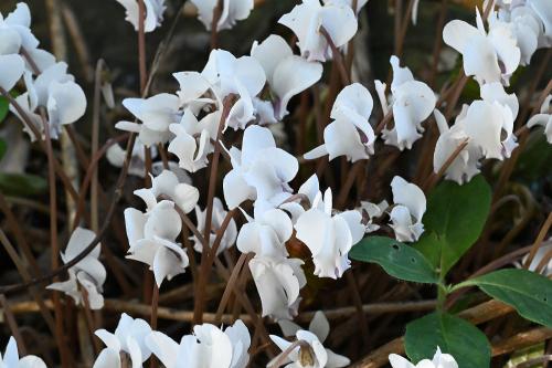 Cyclamens are members of the Primrose family, and this one is a hardy flowering plant that doesn't lose its leaves in winter.