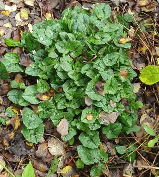 Ivy-leaved Cyclamen, Heene Cemetery, October 2024.
