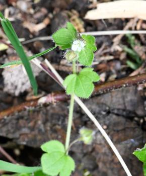 The delicate nature of the Ivy-leaved Speedwell can really be appreciated close-up.