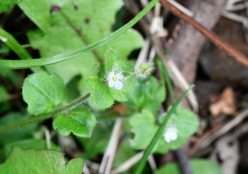 The Ivy-leaved Speedwell hugs the ground and has hairy leaves.